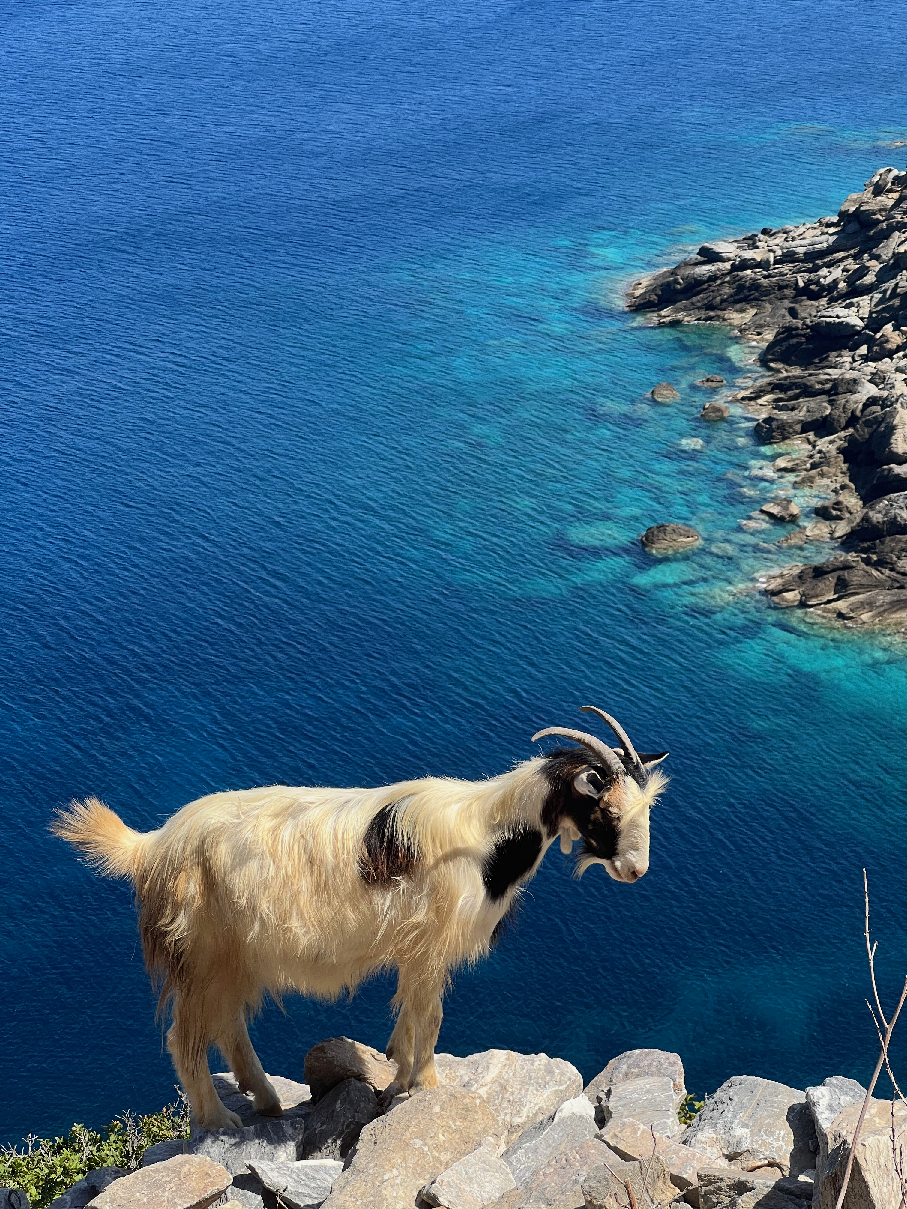 Goat in ancient Arkesini